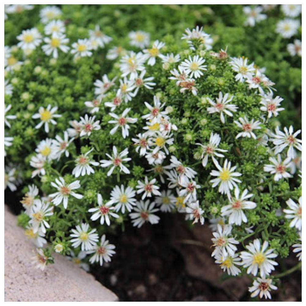 

Астра альпийская