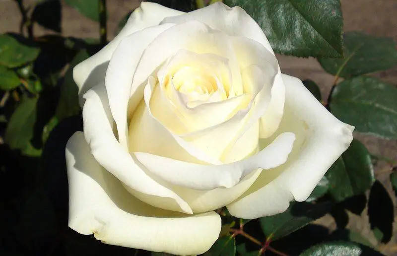 

Роза Анастасия