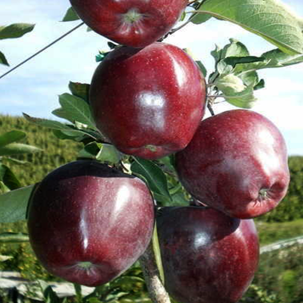 

Саженцы яблони «Джеромини» - 2-летний