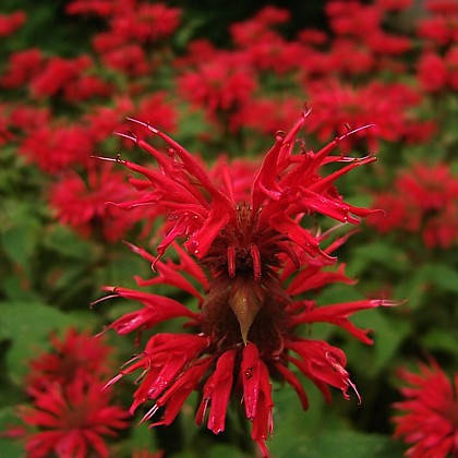 

Монарда красная, Monarda didyma