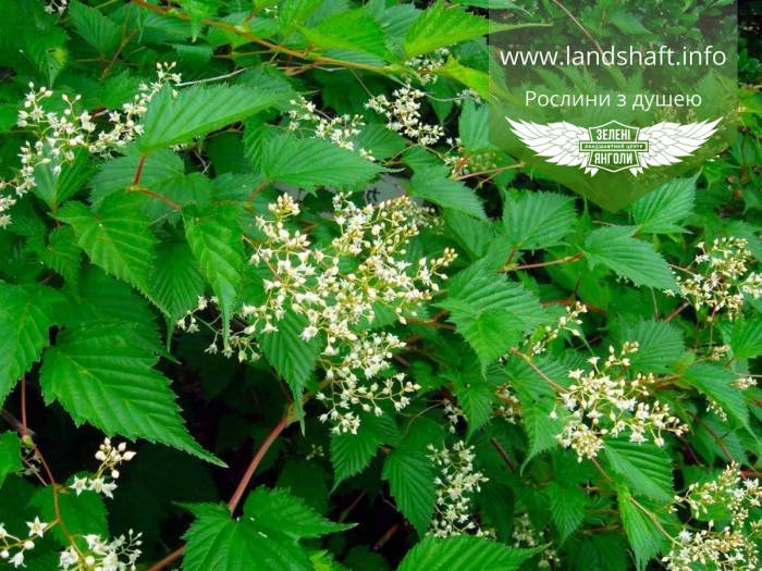 

Stephanandra Tanakae, Стефанандра Танакі,C5 - горщик 5л