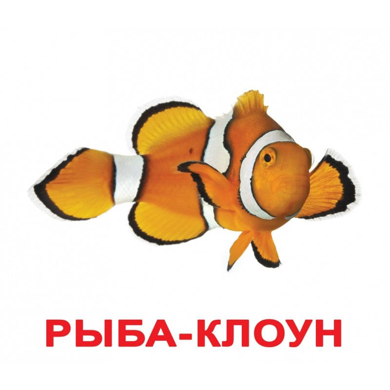 

Обитатели воды. Карточки Домана. Вундеркинд с пелёнок