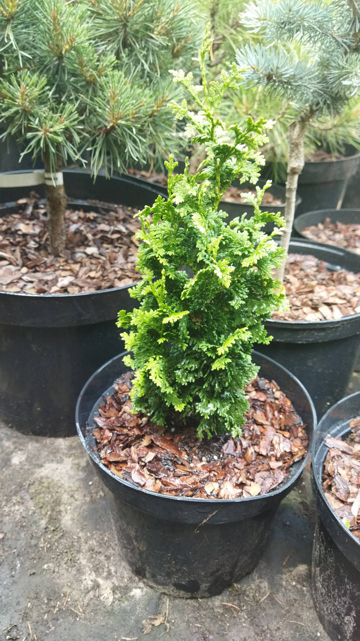 

Туя западная Зматлик