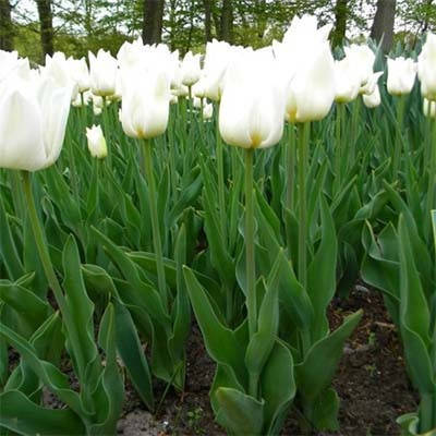 

Тюльпан Agrass White (цибулини)