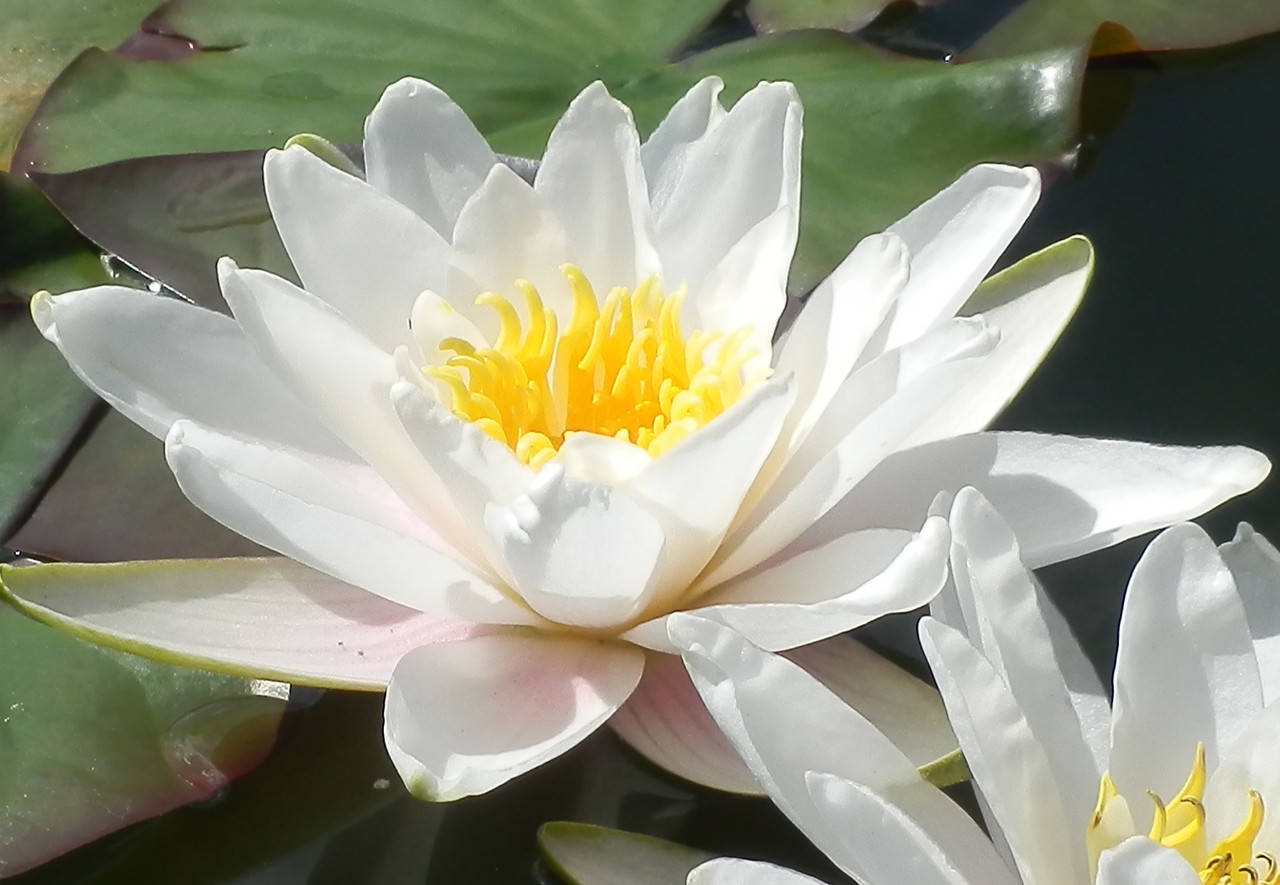 

Нимфея "Марлиака Альбида" - Nymphaea "Marliacae Albida"