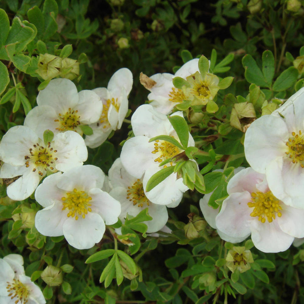

Саженец Лапчатка Snowbird Potentilla 0,5 л