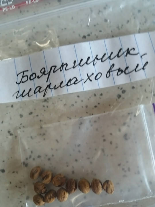 

Боярышник шарлаховый - семена, цена за 10шт, Разноцветный