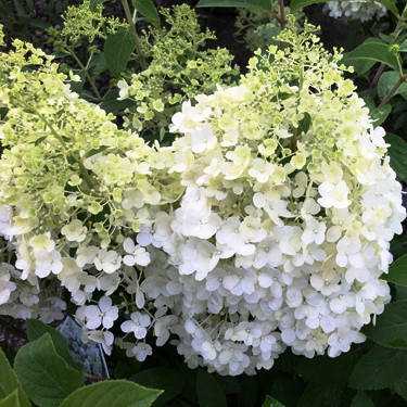 

Саженцы Гортензии метельчатая Бобо (Hydrangea paniculata Bobo)