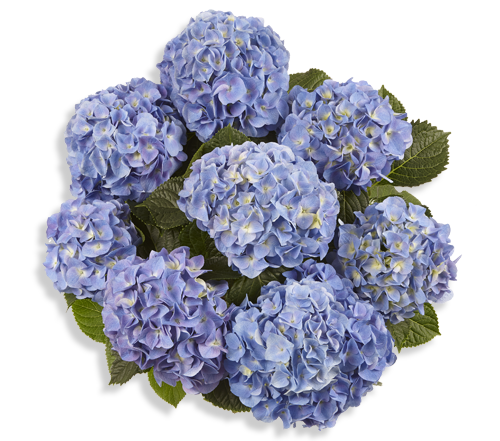 

Гортензія крупнолиста Marine Blue