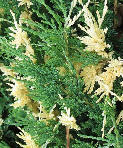 

Можжевельник горизонтальный Андорра Вариегата P9 (Juniperus horizontalis Andorra Variegata )