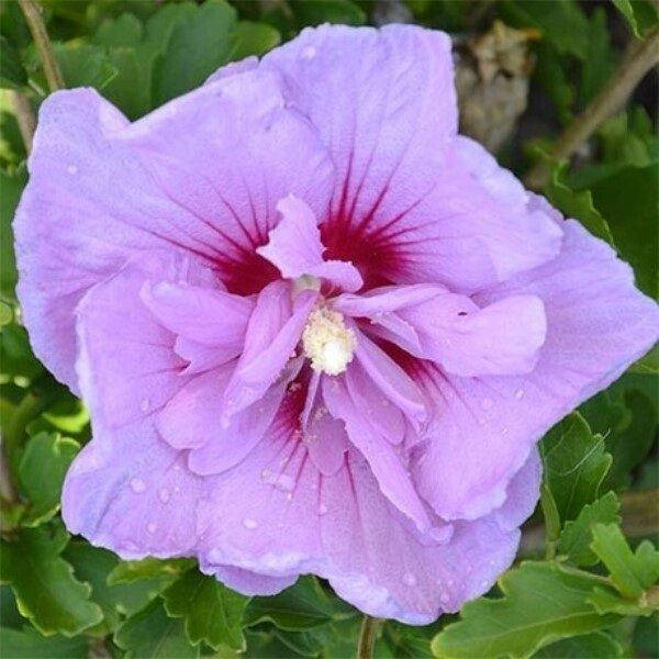 

ГИБИСКУС LAVENDER CHIFFON (САЖЕНЦЫ).