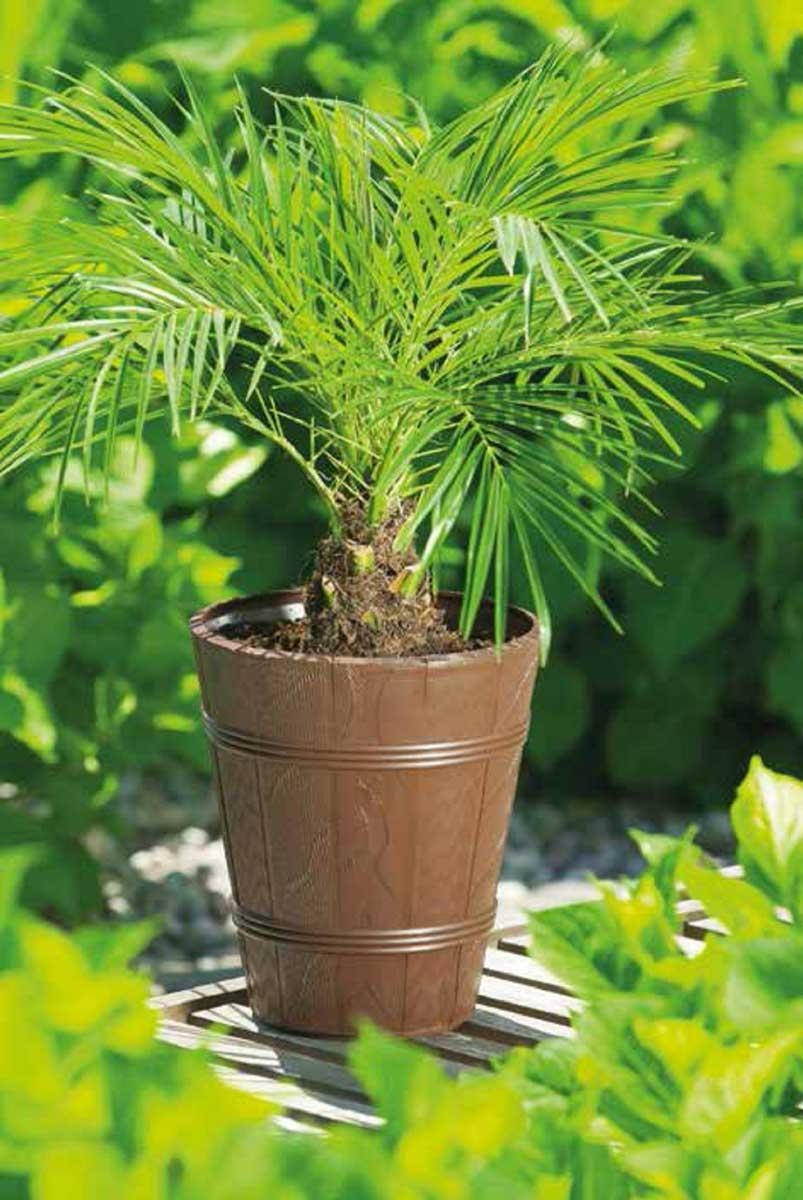 

Горшок для цветов Дерево ПАЛЬМА-3 коричневый 15 л (0911-013)