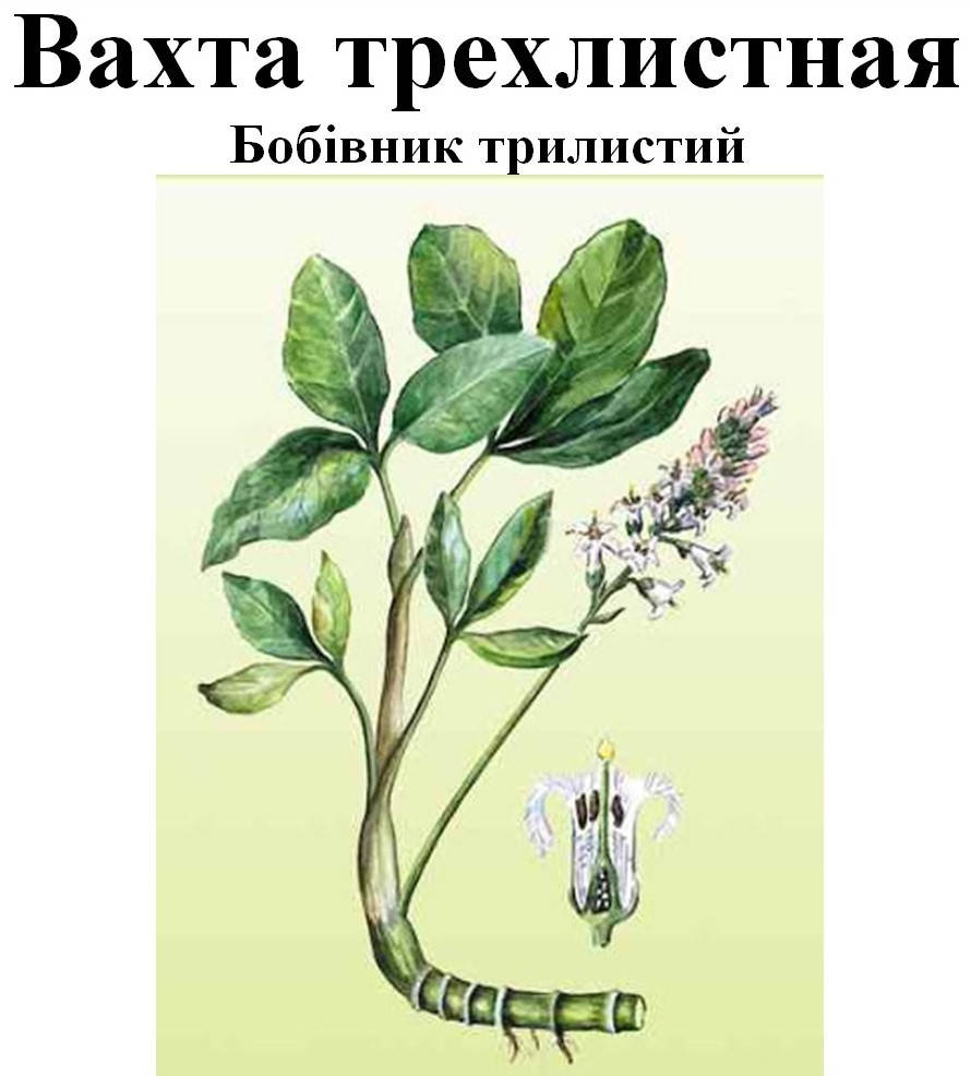

Вахта трехлистная (бобівник трилистий), трава сухая, 30 грамм