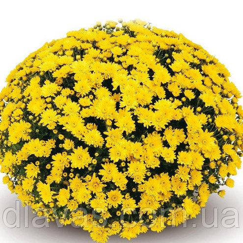 

Хризантема Падре Желтая РАННЯЯ