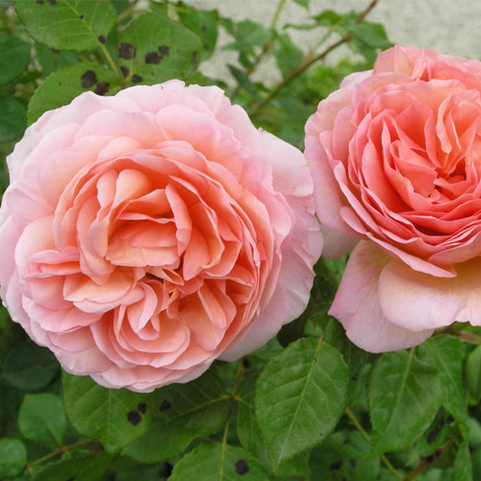 

Абрахам Дерби (Abraham Darby)