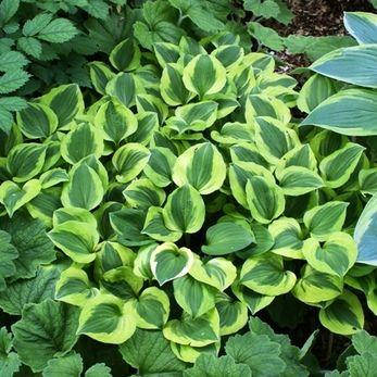 

Хоста Гранд тиара, Hosta Grand Tiara