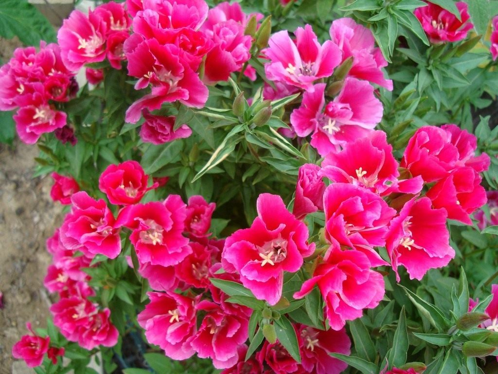 

Семена Годеция 0.2 г