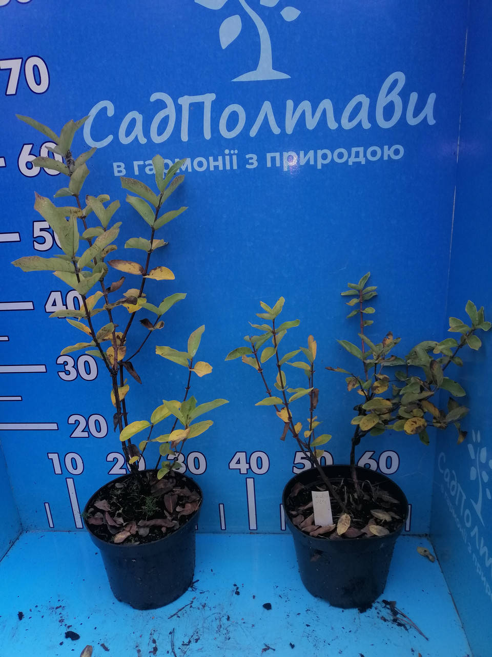 

Саженцы жимолости Ленинградский великан в конт.2 л