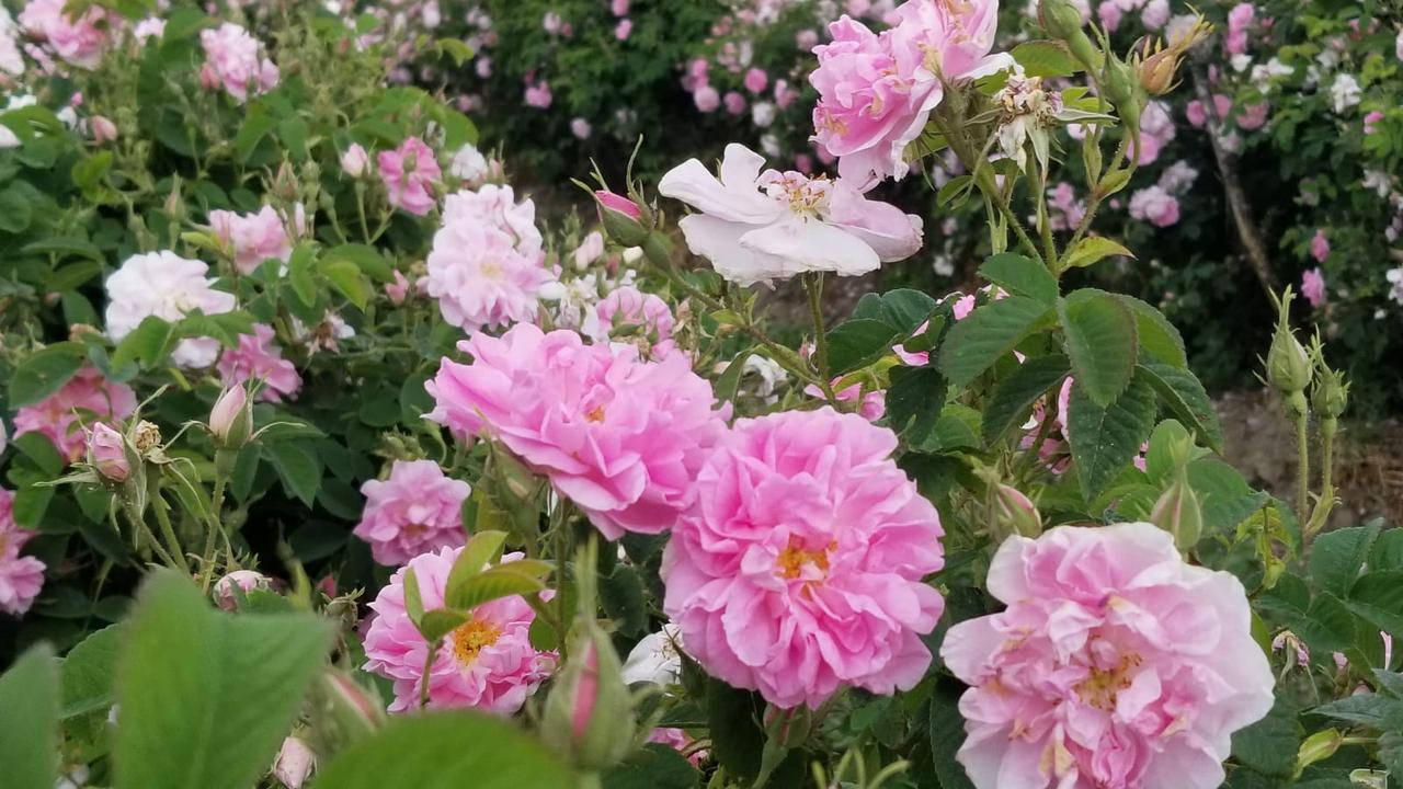

Роза эфиромасличная, Дамасская роза (Rosa damascenа) Саженцы ЗКС