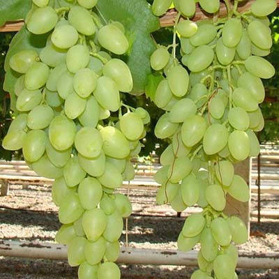 

Виноград Кишмиш Долгожданный (саженцы)