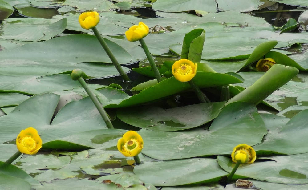 

КУБЫШКА ЖЕЛТАЯ (взрослый куст в сетчатом горшке)