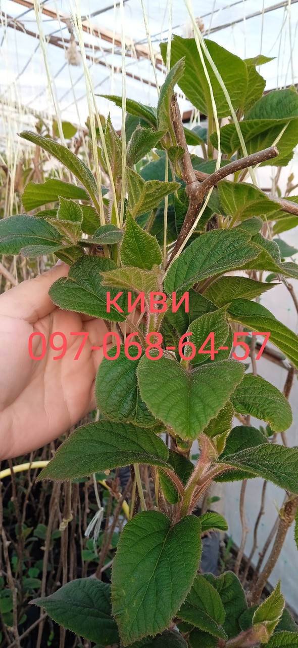 

Саженцы КИВИ