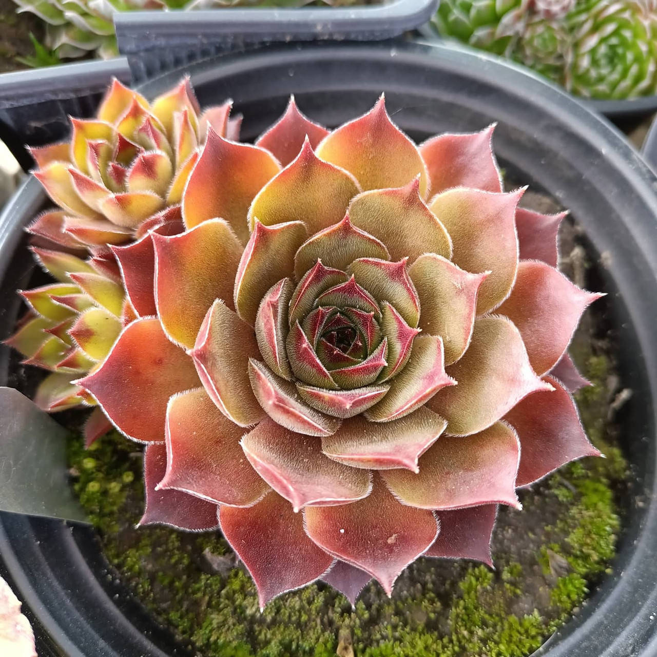

Молодило Golden stem
