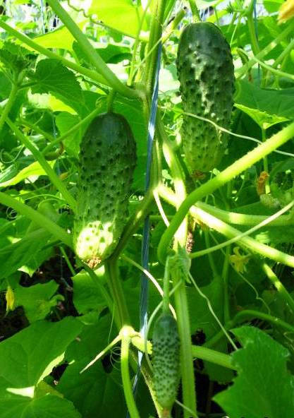 

Огурец Северный кустовой