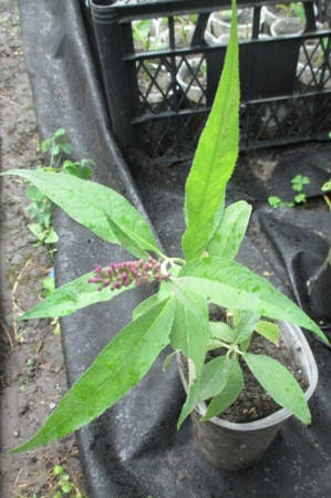 

Буддлея Давида Magenta Munchkin. В контейнерах 0.5л.