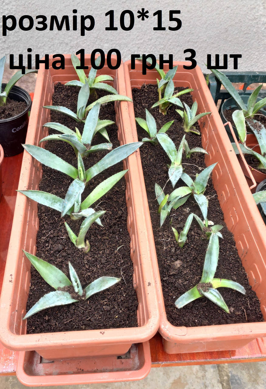 

Агава комплект 3 шт