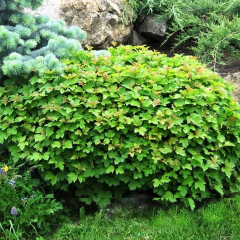 

Саженцы калины красной Калина обыкновенная Нанум (Viburnum opulus Nanum) - ранняя, красная, крупноплодная