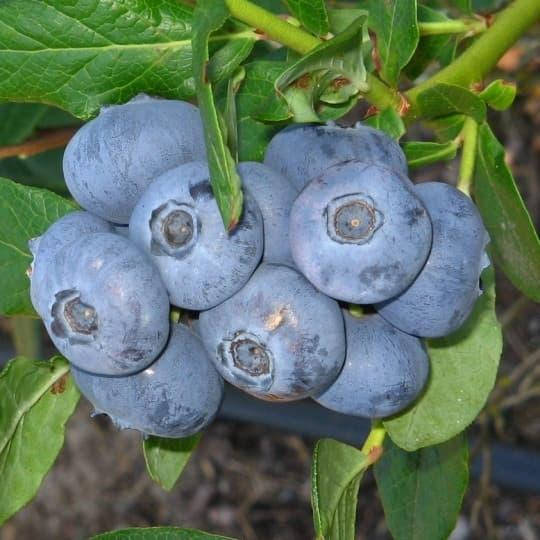 

Голубика Чендлер