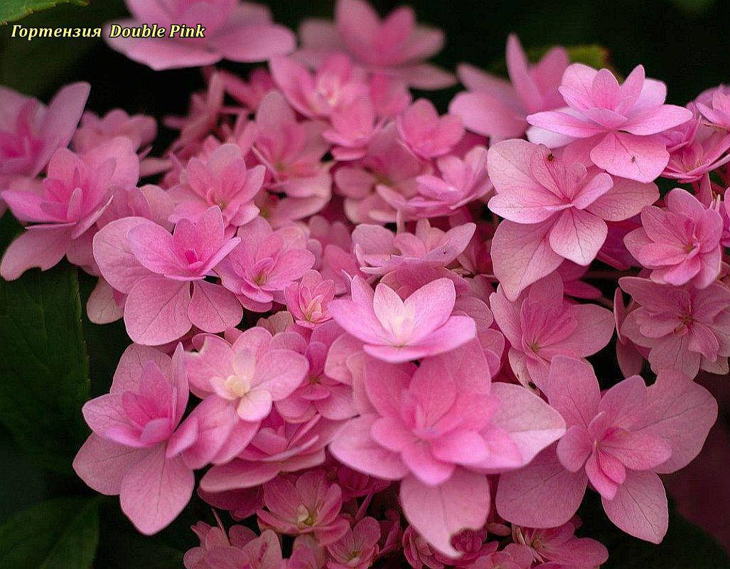

Гортензия крупнолистовая Double Pink 2.год (Дабл Пинк)