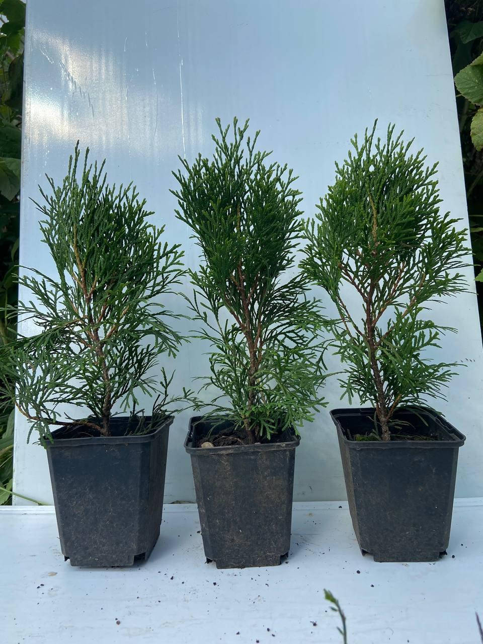 

Туя западная Смарагд (Thuja Occidentalis Smaragd) 20-23см
