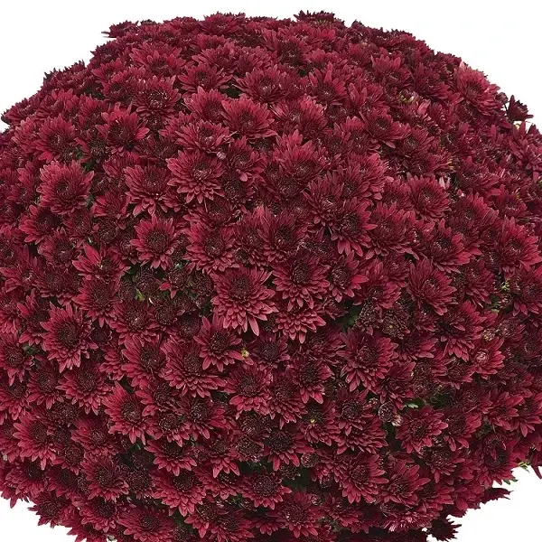 

Хризантема дрібноквіткова горшкова Sorini Red