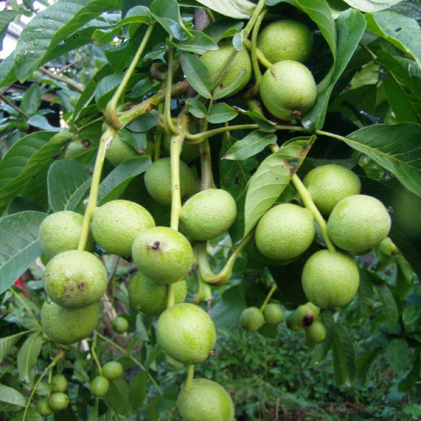 

Саженцы грецкого ореха «Кочерженко» - 1-летний