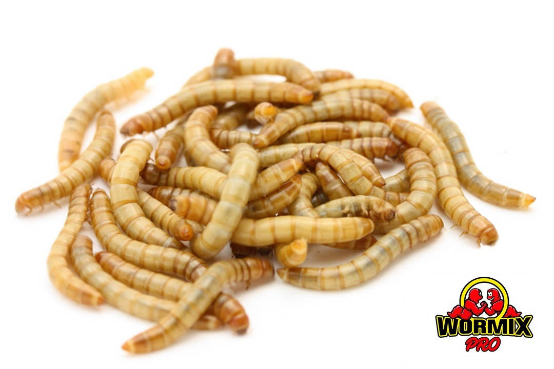 

Живой корм – Мучной хрущак Мучник Tenebrio molitor Mealworms