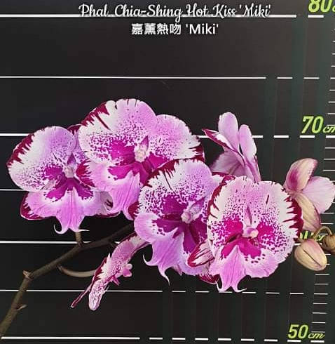 

Phal. Chia-Shing Hot Kiss Miki big lip Подросток 2,5,