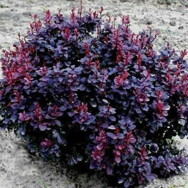 

Барбарис Тунберга Конкорд, Berberis thunbergii Concorde