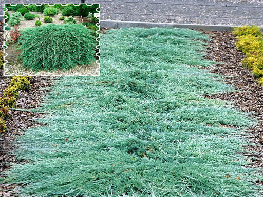 

Ялівець горизонтальний Glacier 3 річний / Можжевельник горизонтальный Гласиер /Juniperus horizontalis Glacier