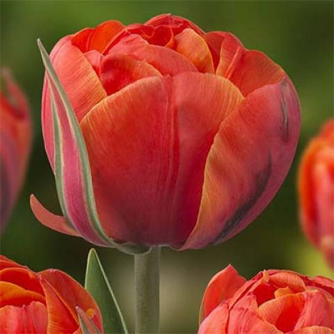 

Тюльпан "Queensday"(Квінсдей)(5шт.)