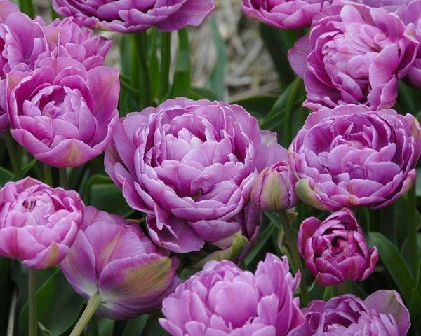

Тюльпан махровый + многоцветковый Lilac Perfection ( Лайлек Перфекшн )