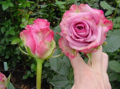 

Чайно-Гибридная роза сорта Аква