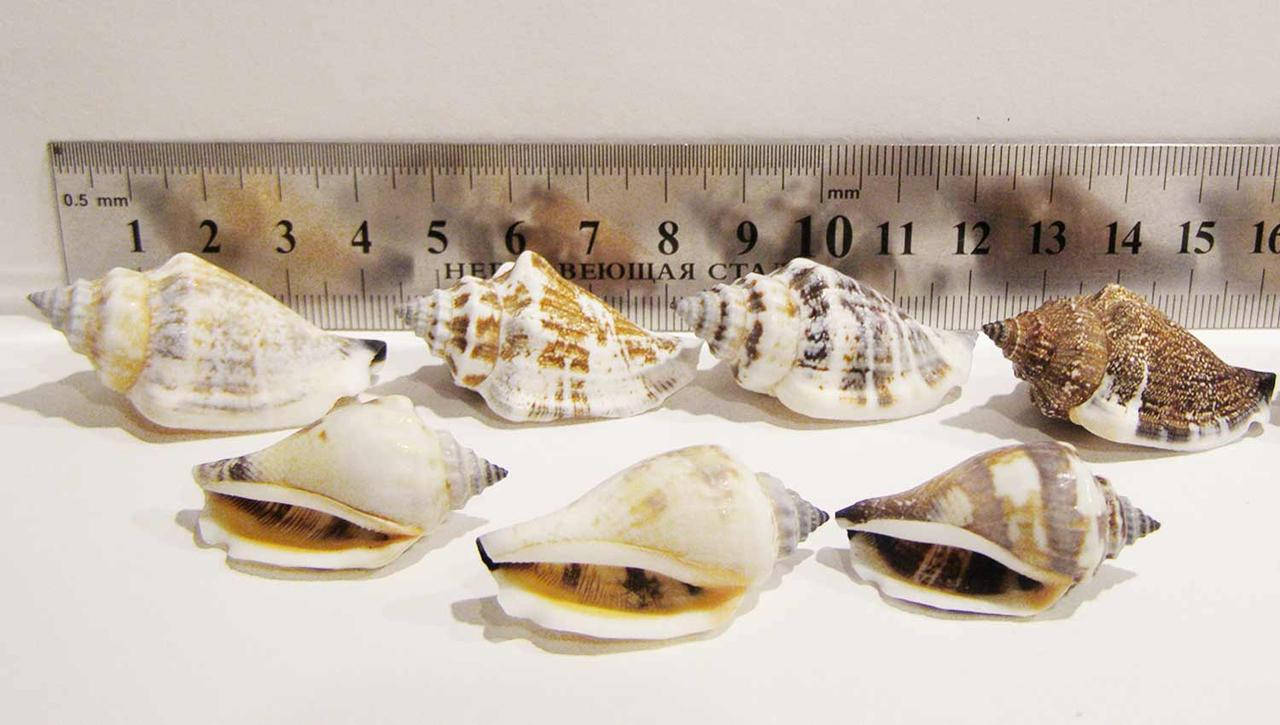 

Ракушка морская натуральная Урсеус (Urseus)