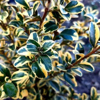 

Самшит вариегатный, Buxus