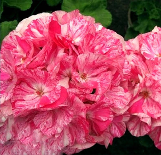 

Пеларгония зональная Survivor Pink Batik, Розовый