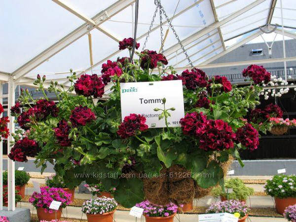 

15п. Tommy