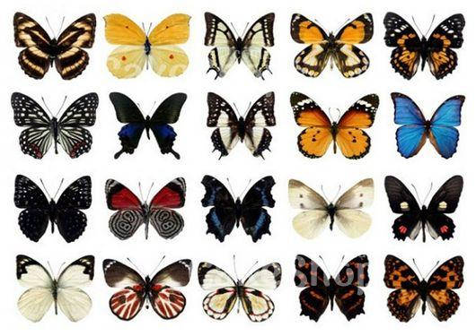 

Вафельная картинка Бабочки 10