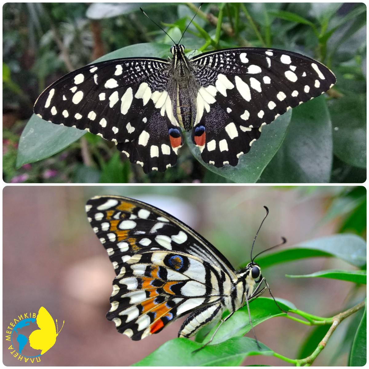 

Живая тропическая бабочка Papilio demoleus