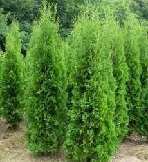 

Туя западная Колумна в контейнере 40 см (С3)